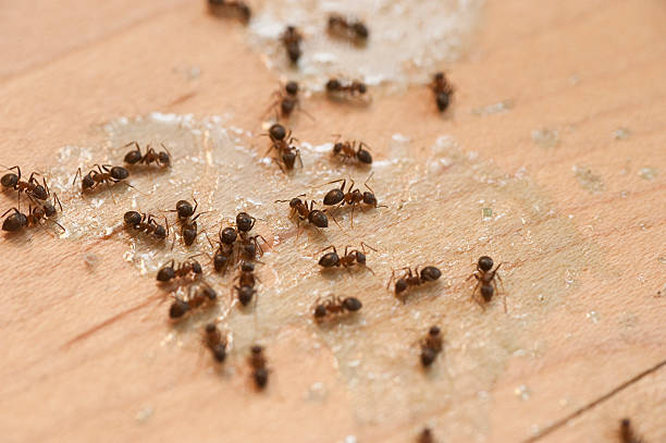 Best Exterminator Services  in Lampeter, PA