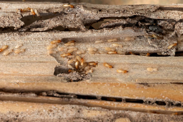 Best Mosquito Control Services  in Lampeter, PA
